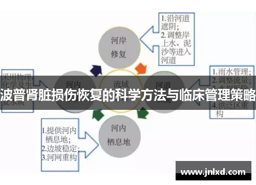 波普肾脏损伤恢复的科学方法与临床管理策略